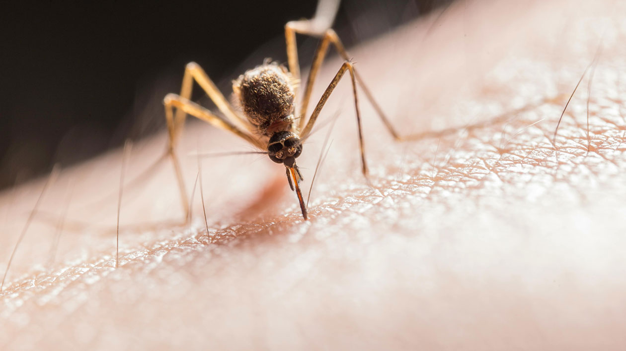A mosquito biting a human